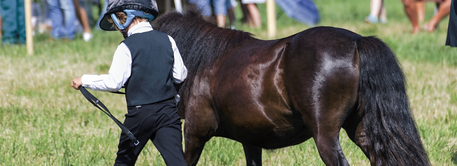 Ascot Equine Veterinarians, Ascot Equine vet, Performance horse, Racehorse